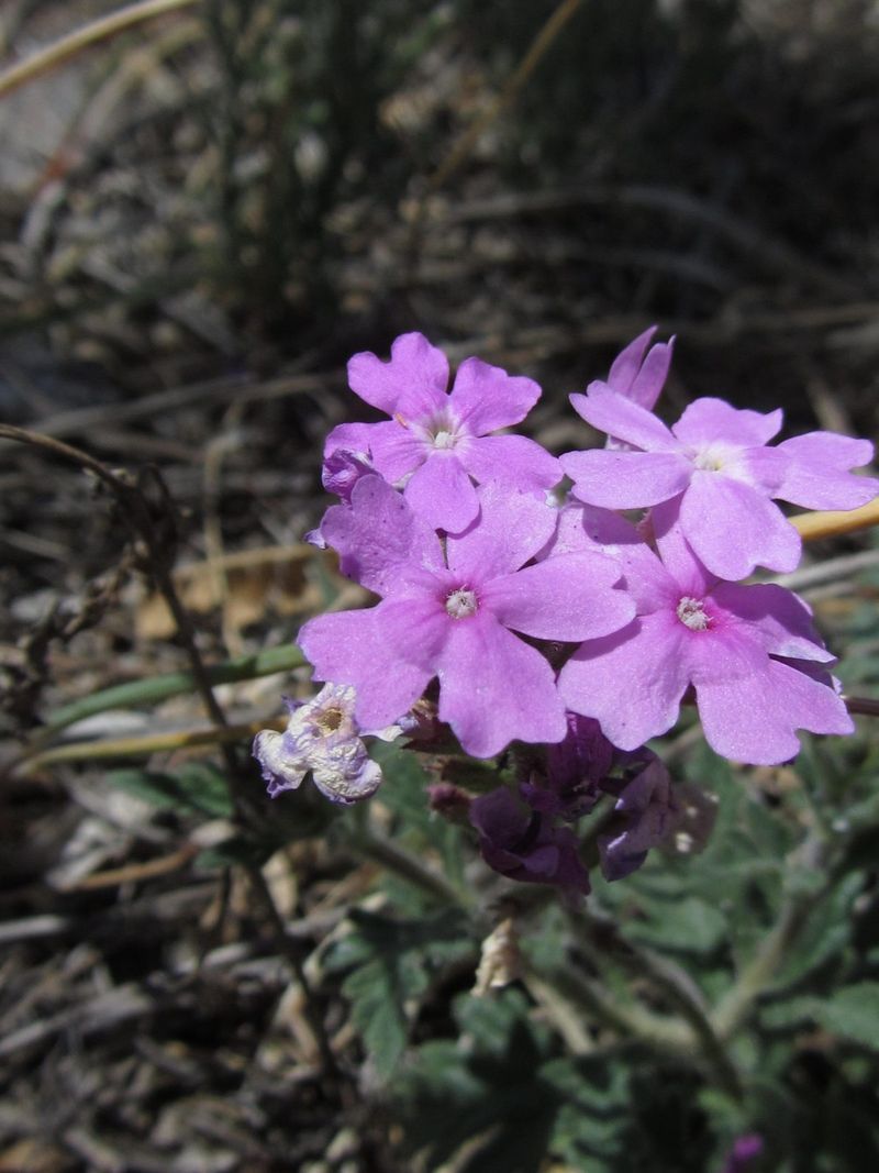 Goodding's Verbena Adds Color After Monsoon Storms Goodding's Verbena Adds Color After Monsoon Storms