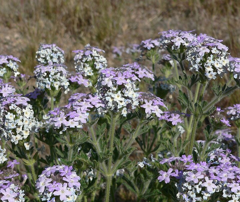 Goodding's Verbena Brings Fresh Color Late In The Season