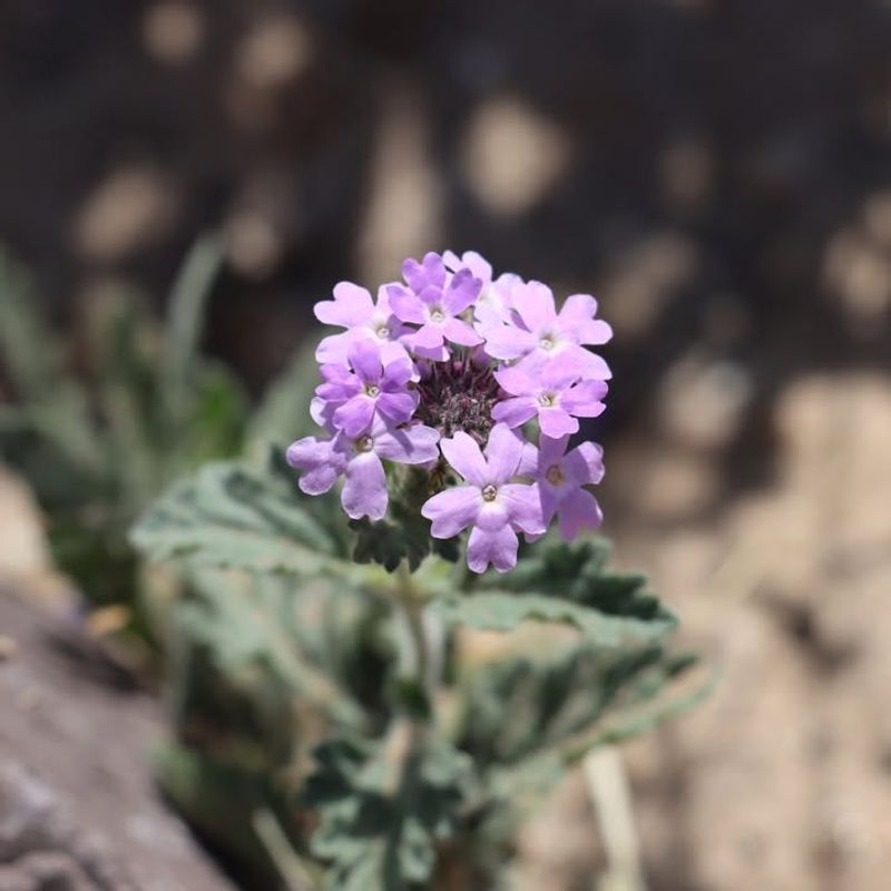 Goodding's Verbena Creates A Living Weed Barrier