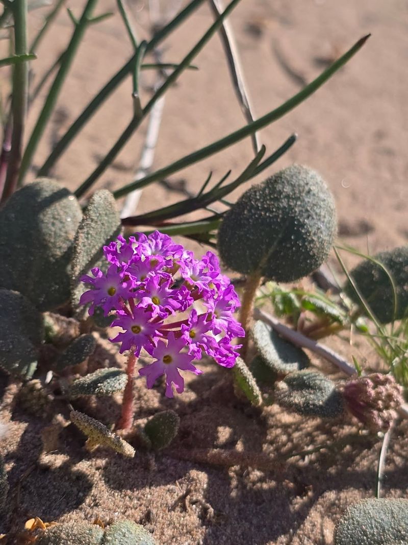 Goodding's Verbena Creates Colorful Ground-Level Growth