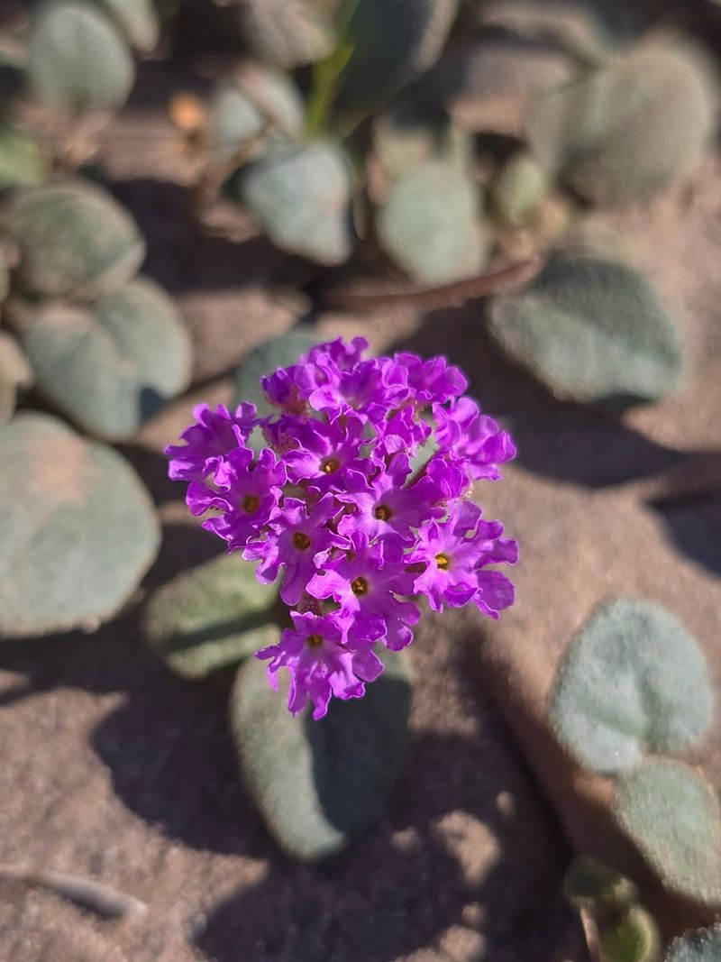 Goodding's Verbena Spreads Quickly Around Tree Bases