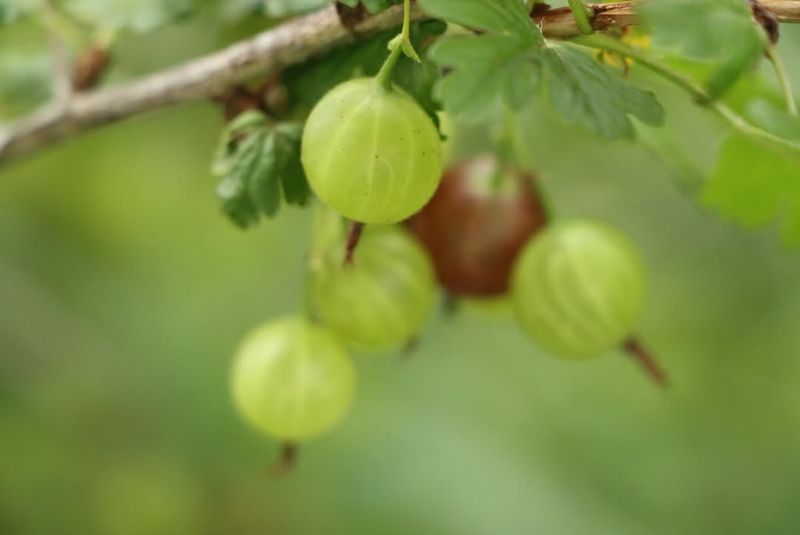 Gooseberries Tolerate Cooler, Rougher Spots Gooseberries Tolerate Cooler, Rougher Spots