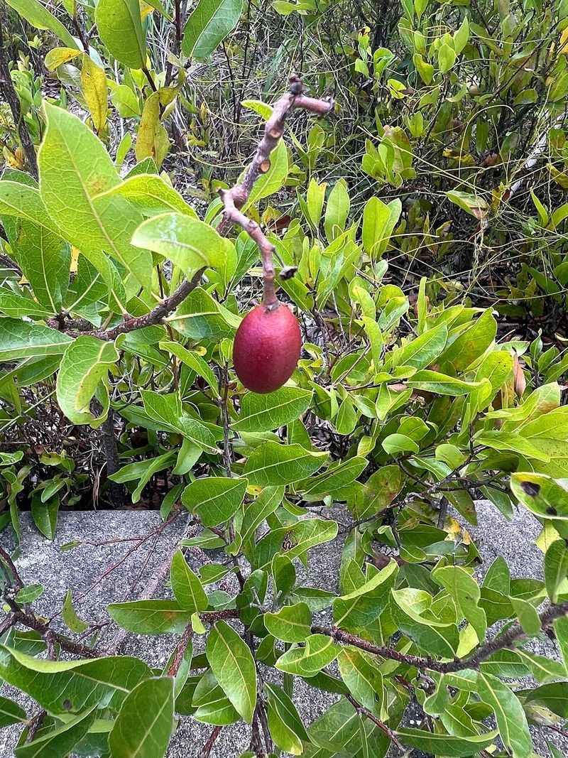 Gopher Apple Hides Native Fruit In Sandy Groundcover Gopher Apple Hides Native Fruit In Sandy Groundcover