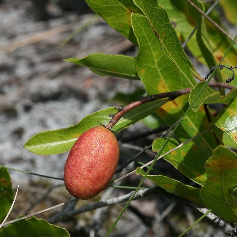 Gopher Apple Produces Native Fruit In Dry Sandy Soil Gopher Apple Produces Native Fruit In Dry Sandy Soil