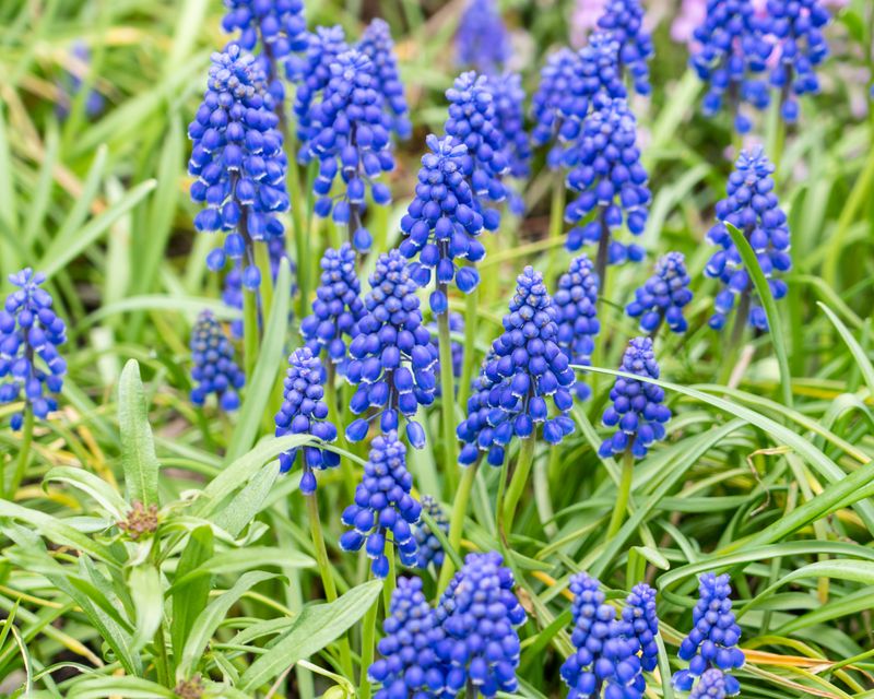 Grape Hyacinths