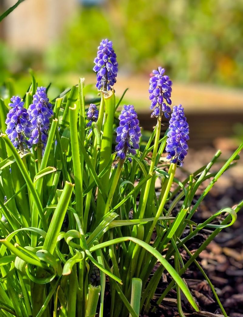 Grape Hyacinths
