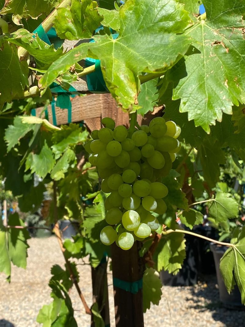 Grape Vines Benefit From Full Sun And Good Air Flow