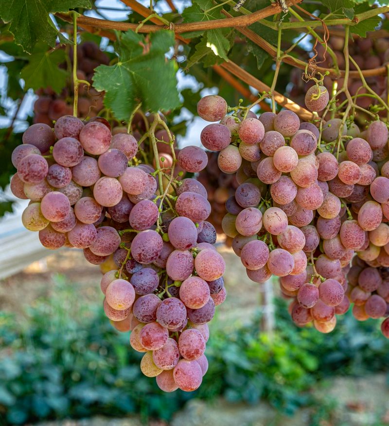 Grapes Bring Shade, Structure, And Fruit