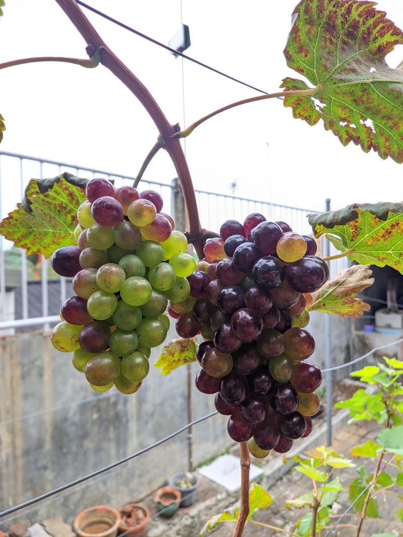 Grapes Draw Attention Near Harvest Grapes Draw Attention Near Harvest