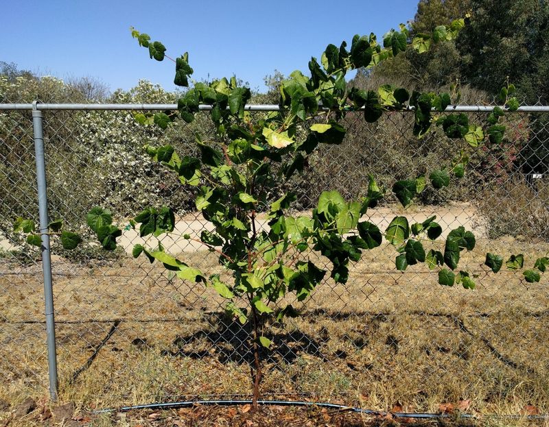 Grapes Turn Fence Lines Into Productive Vines