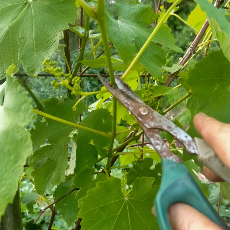 Grapevines Need Summer Canopy Control, Not Winter Pruning