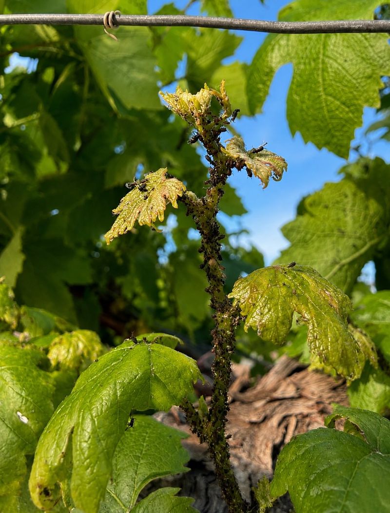 Grapevines (Vitis Spp.) Grapevines (Vitis Spp.)