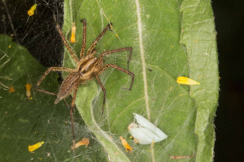 Grass Spiders Build Funnel Webs In Lawns