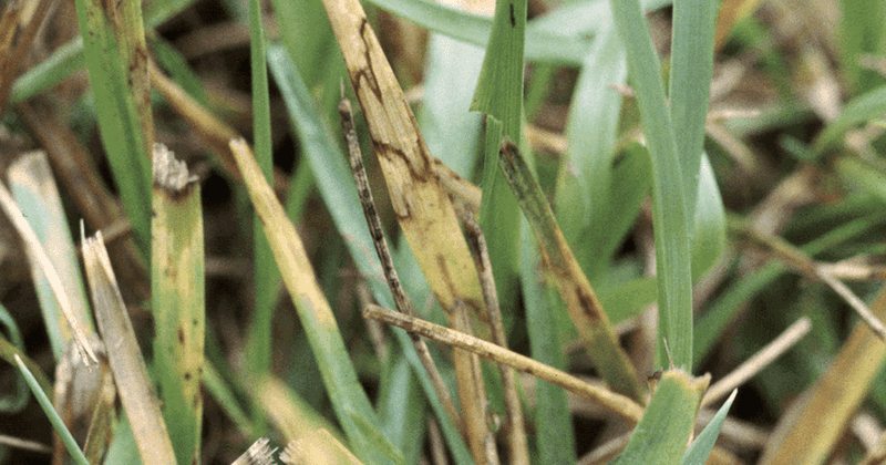 Grass Types Most Affected Grass Types Most Affected