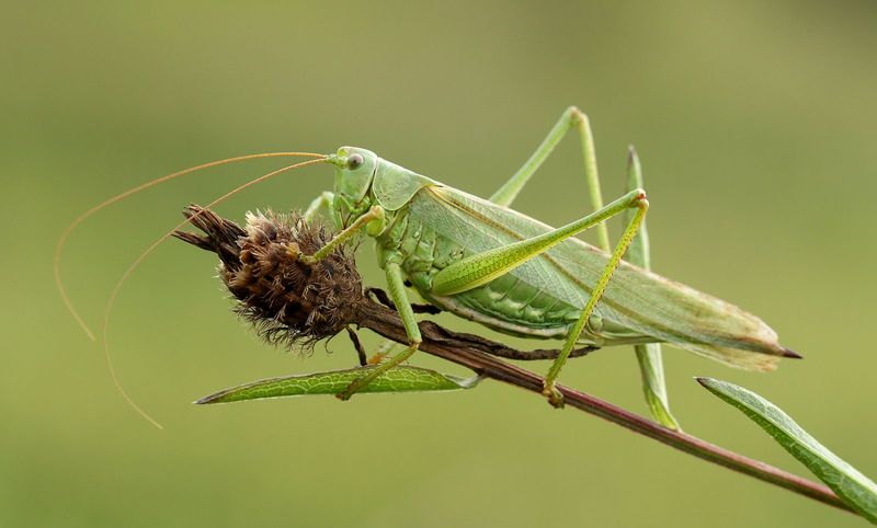 Grasshoppers 