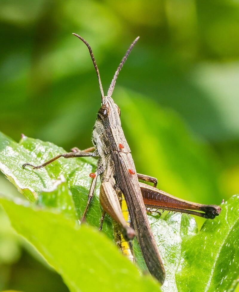 Grasshoppers Move In From Weedy Edges