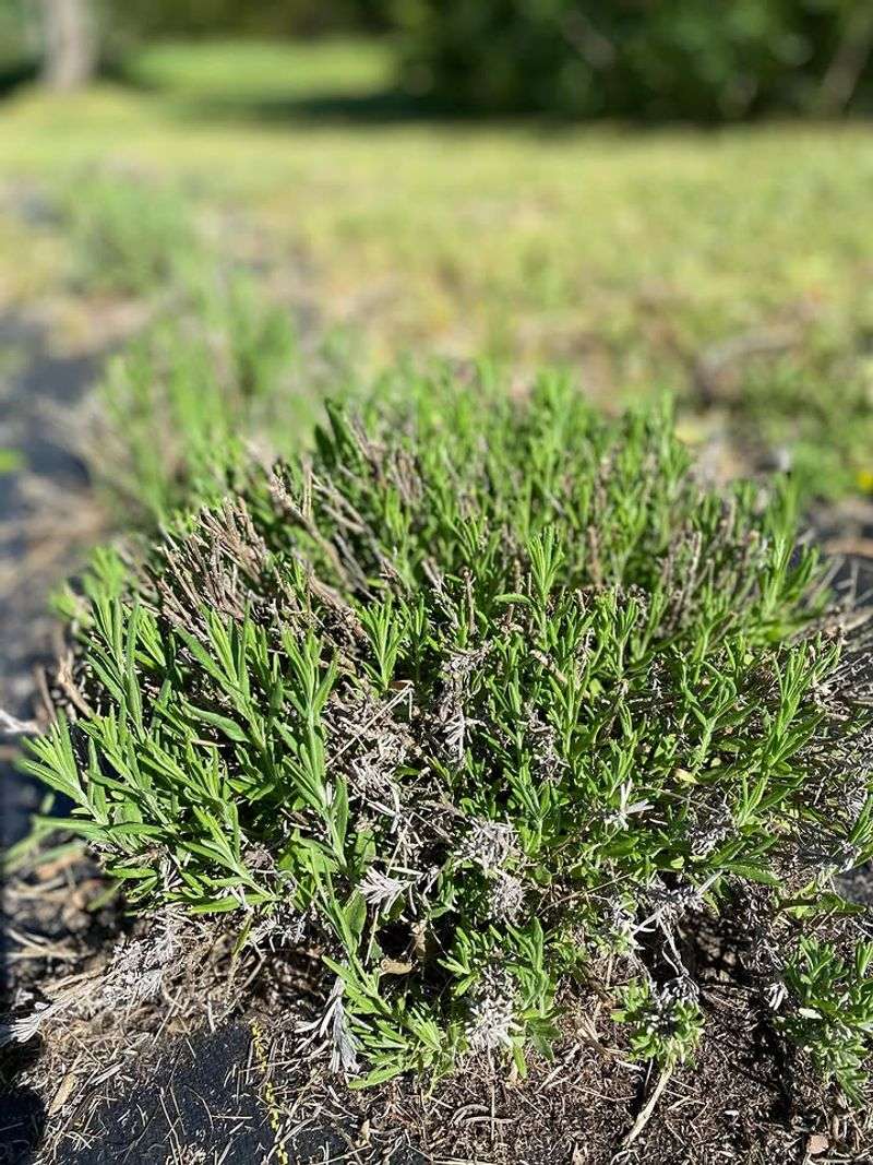 Gravelly Mulch Keeps Crowns Drier