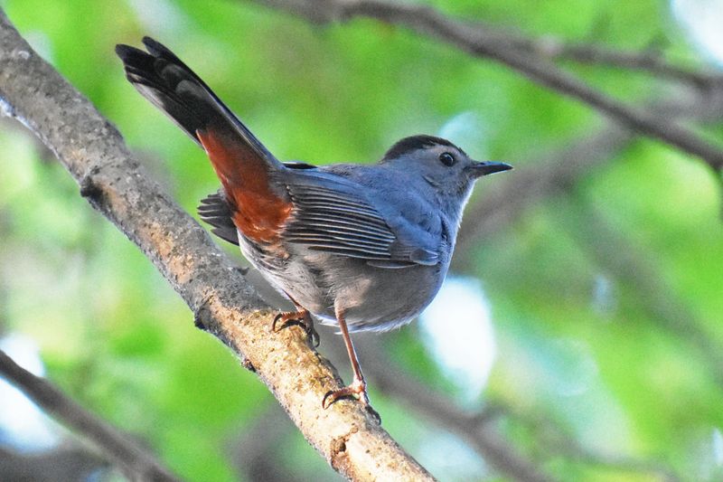 Gray Catbirds Search Dense Shrubs Gray Catbirds Search Dense Shrubs