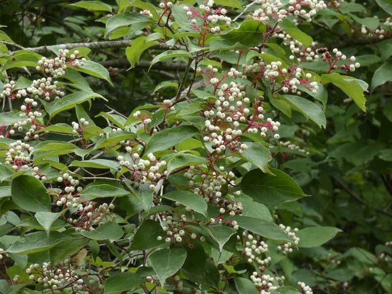 Gray Dogwood Fills Larger Borders