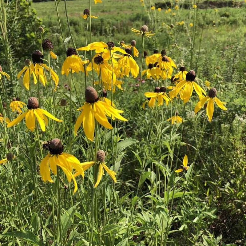 Gray-Headed Coneflower Adds Prairie Style