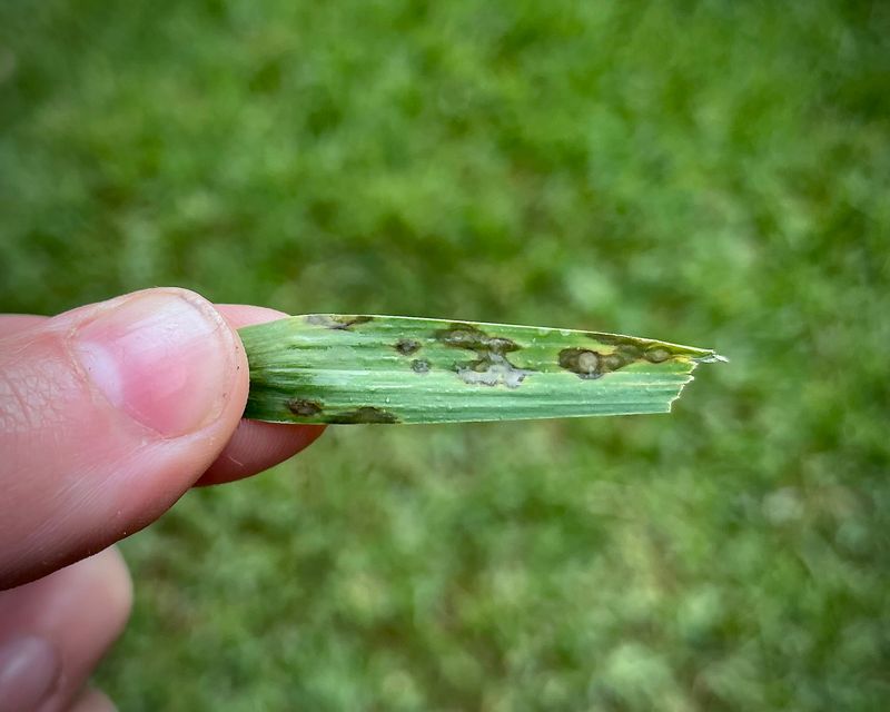 Gray Leaf Spot Spreading In Warm Damp Shade Gray Leaf Spot Spreading In Warm Damp Shade