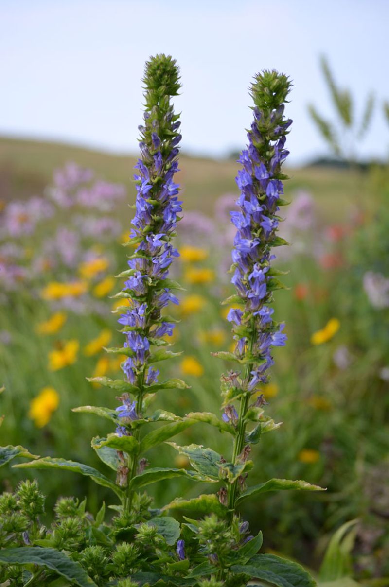 Great Blue Lobelia Brightens Damp Gardens