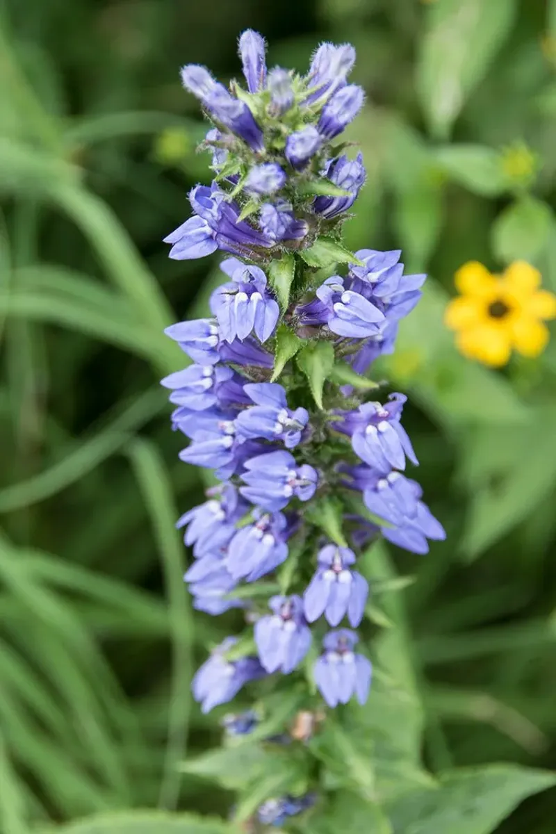 Great Blue Lobelia Brings Soft Blue Color Great Blue Lobelia Brings Soft Blue Color