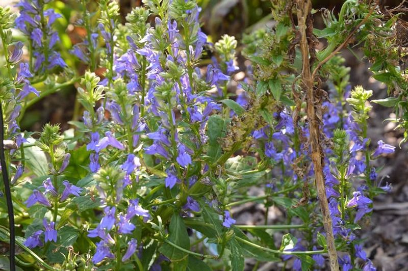 Great Blue Lobelia