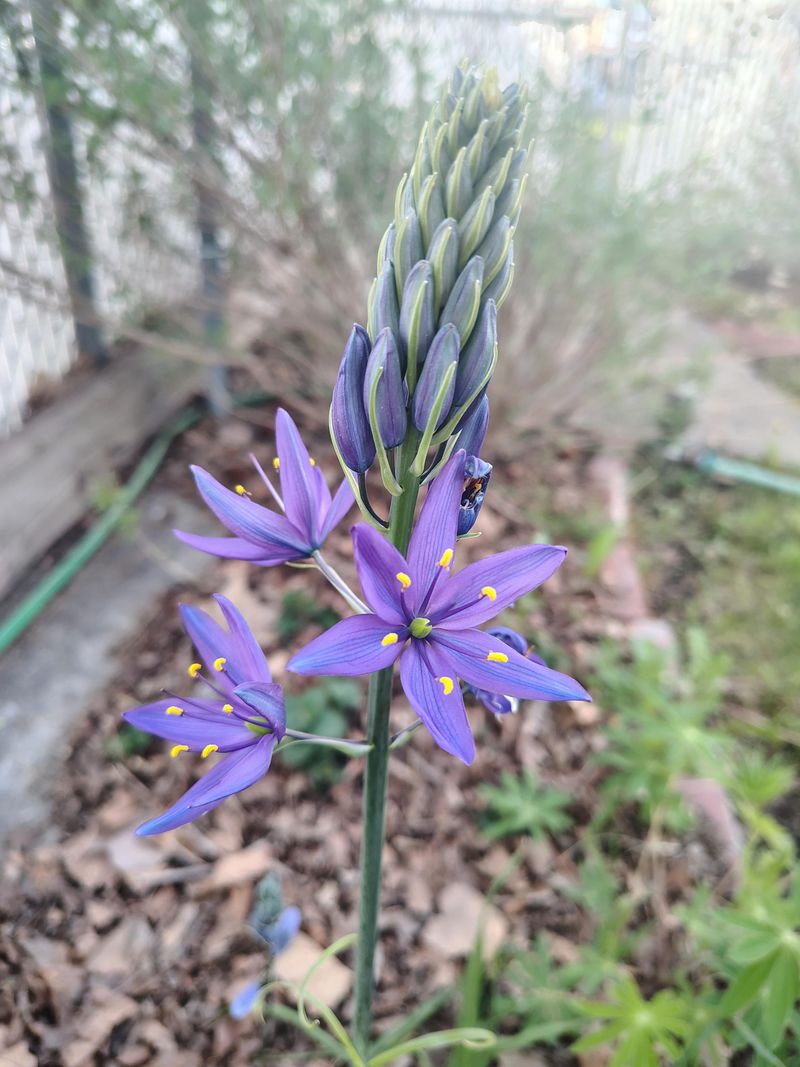 Great Camas Great Camas