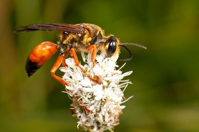 Great Golden Digger Wasps Control Crickets