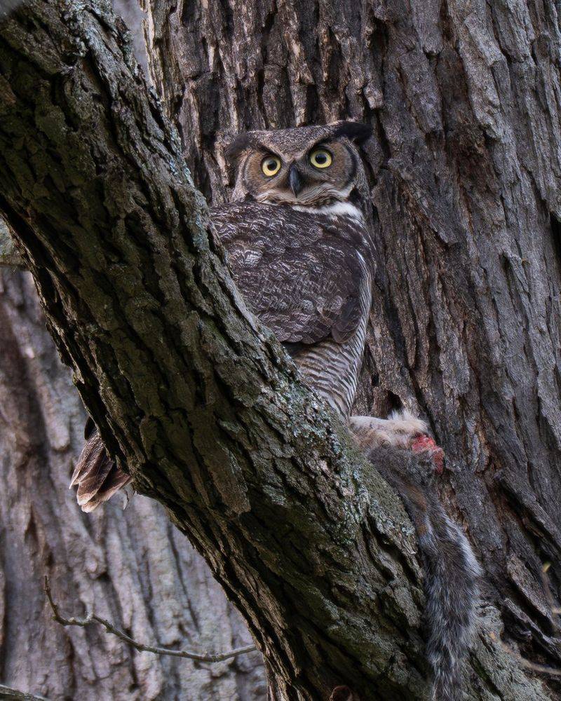 Great Horned Owls Hunt Rats, But Not Only Rats