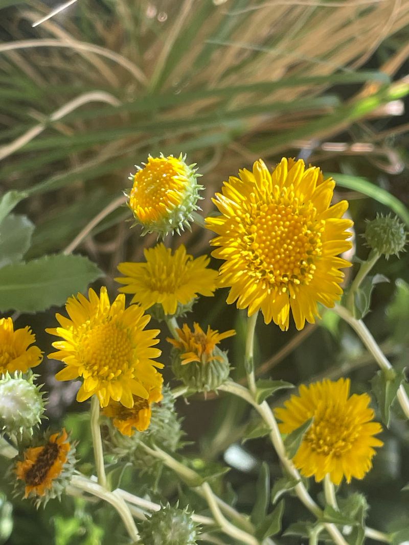 Great Valley Gumweed Adds Summer Color
