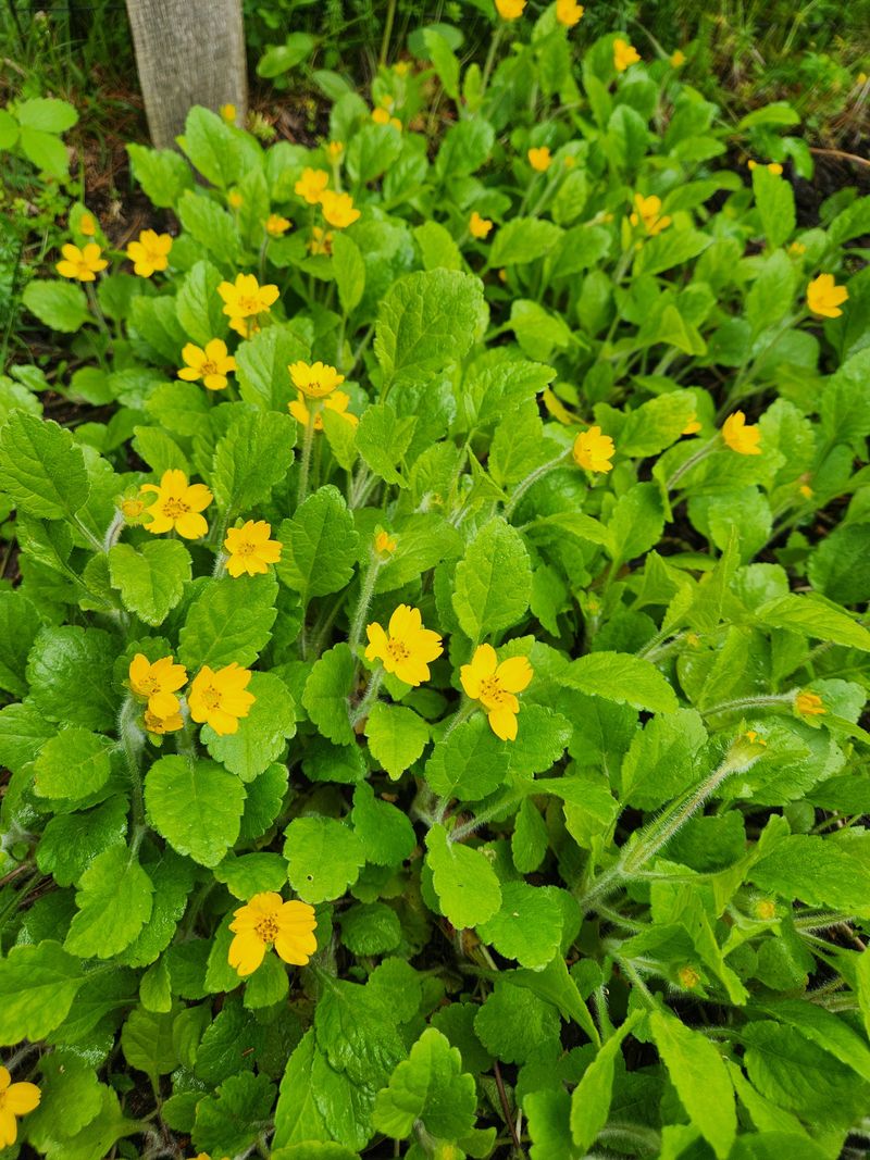 Green And Gold Green And Gold