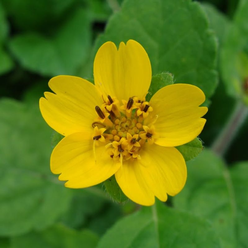 Green-And-Gold Green-And-Gold