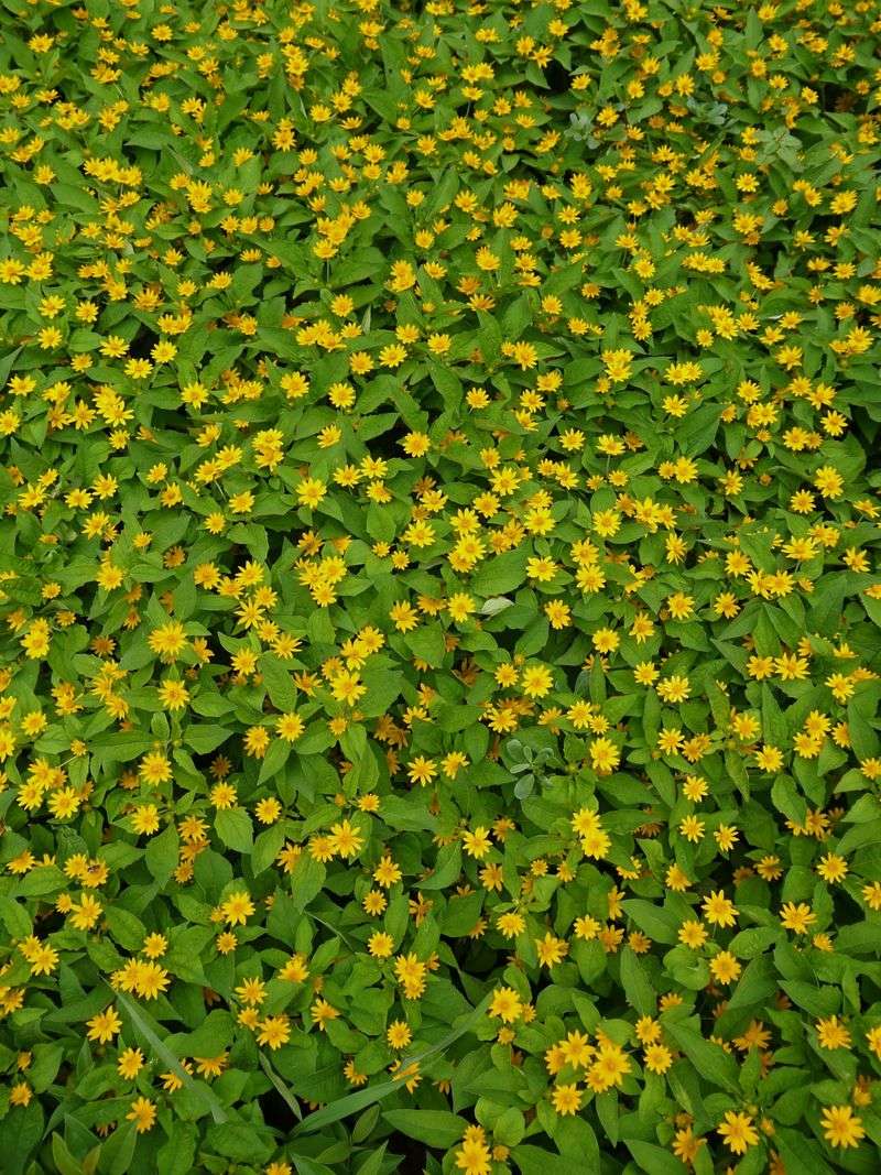 Green And Gold (Chrysogonum Virginianum)