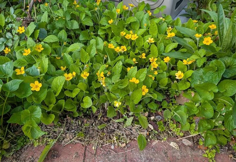 Green And Gold Makes A Low Carpet Green And Gold Makes A Low Carpet