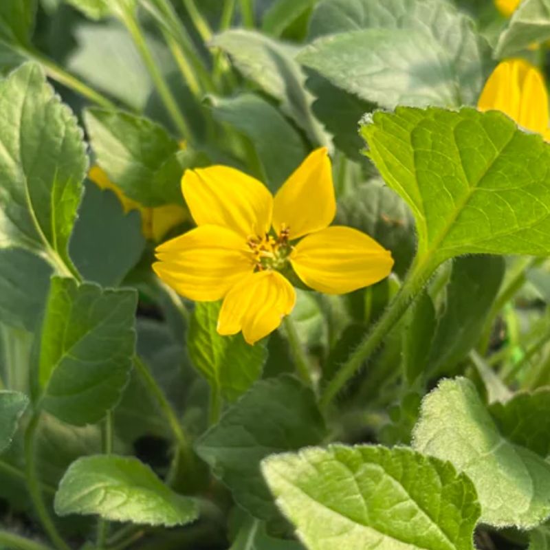 Green-And-Gold Green-And-Gold