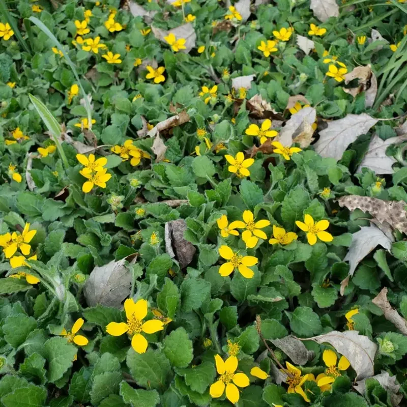 Green-And-Gold Green-And-Gold