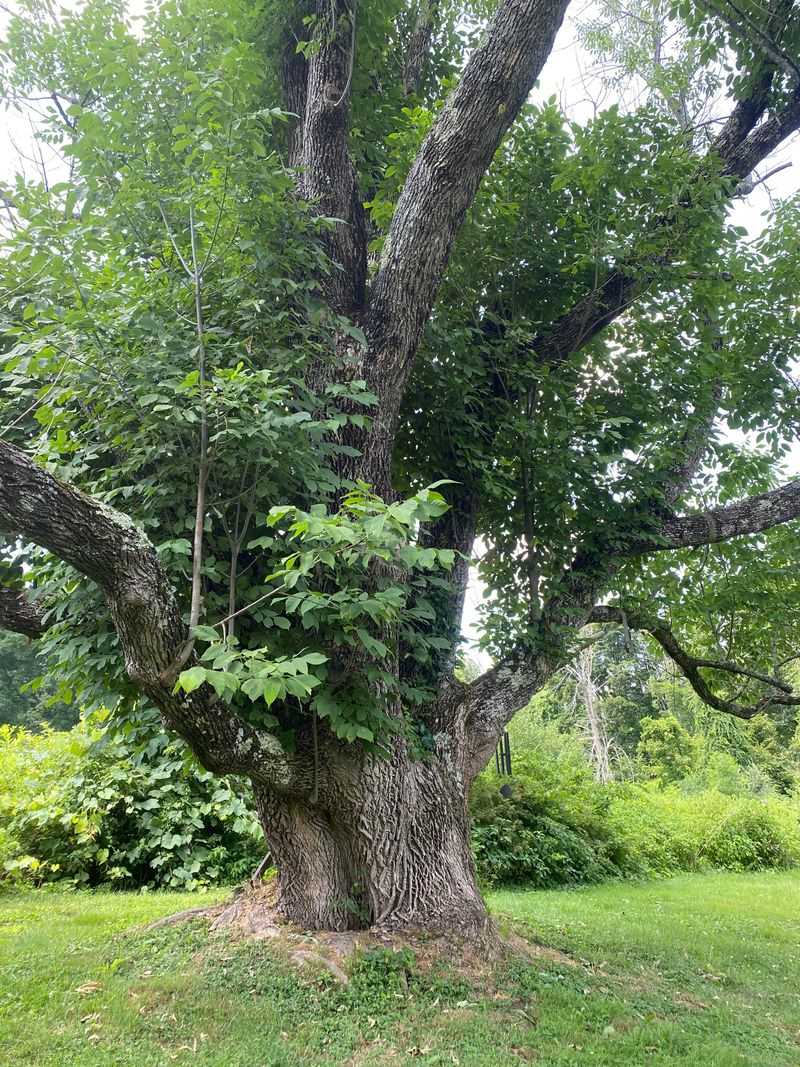 Green Ash