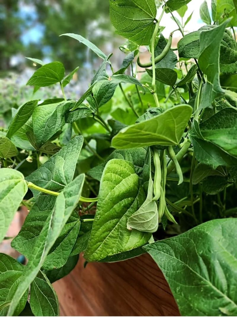 Green Beans Produce More Than One Grocery Bag