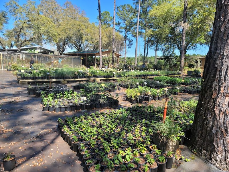 Green Isle Gardens Is Worth Calling For Upland Native Edibles
