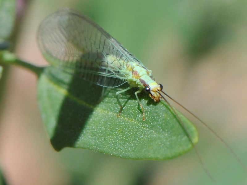 Green Lacewings