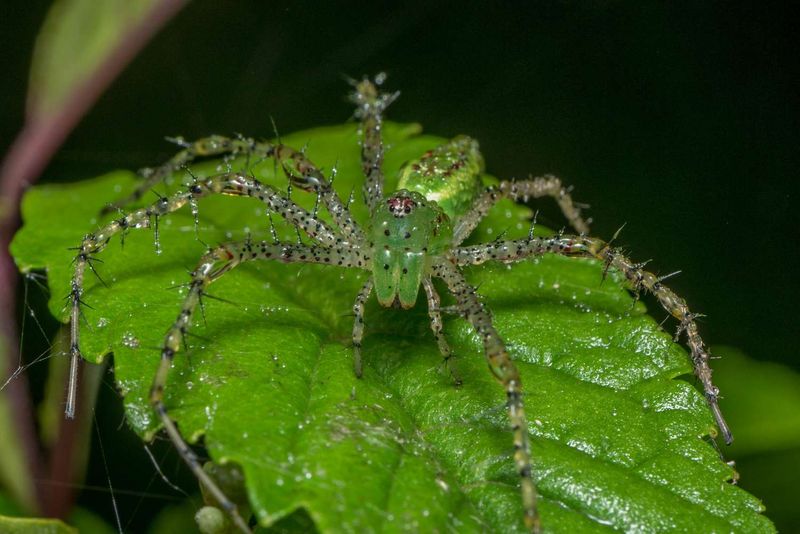 Green Lynx Spiders Hunt On Garden Plants