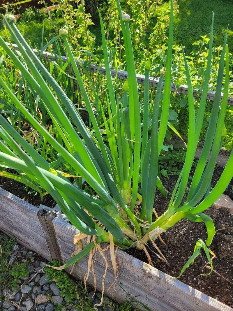 Green Onions Fit Into Almost Any Empty Space