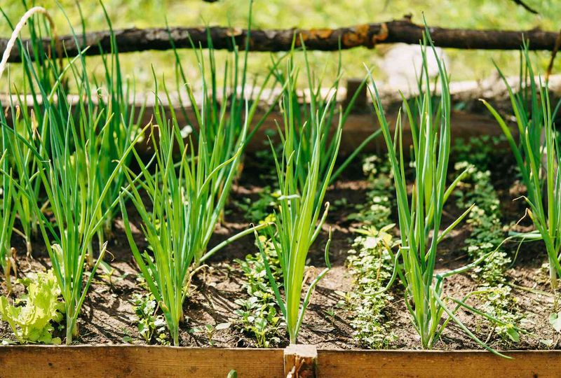 Green Onions / Scallions (Allium Fistulosum)