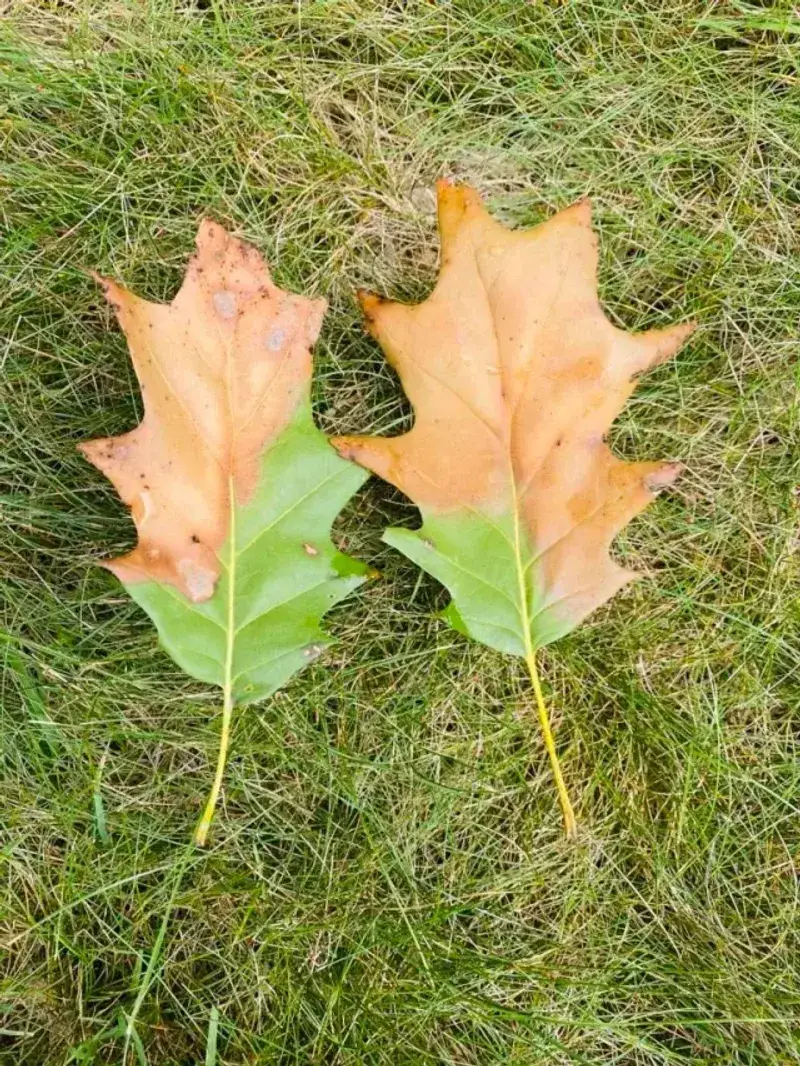 Green Or Brown Leaves Drop Too Early Green Or Brown Leaves Drop Too Early