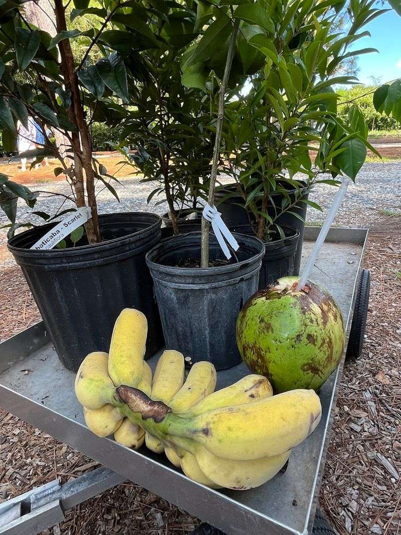 GreenDreams Blends Rare Fruit Trees With Food-Forest Planting