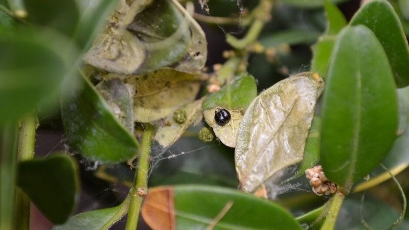 Greenish Droppings Reveal Caterpillars Hiding In The Shrub