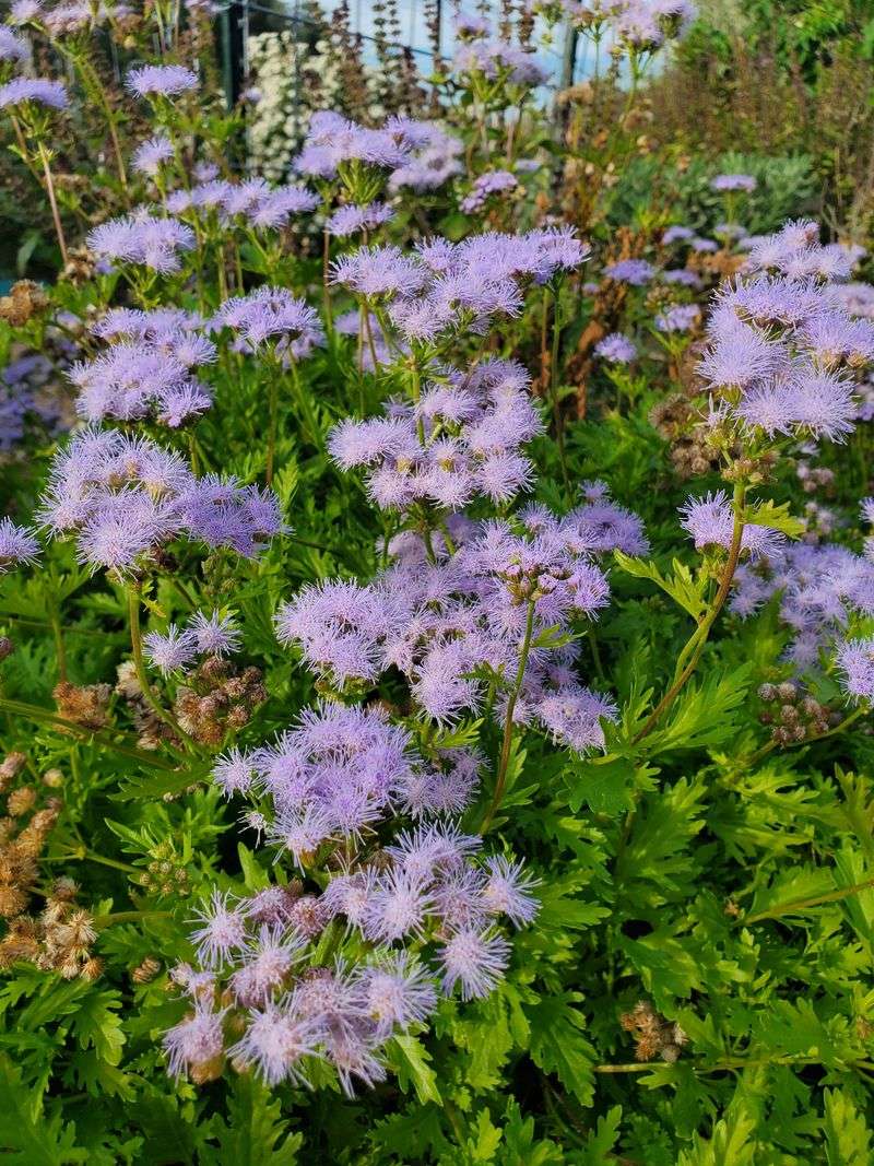 Gregg's Mistflower Gregg's Mistflower