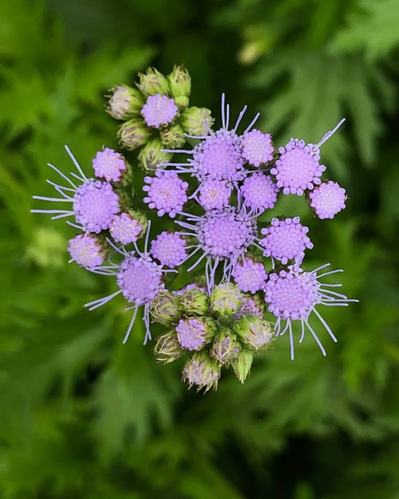 Gregg's Mistflower Gregg's Mistflower